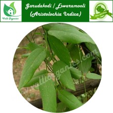 Garuda Kodi Fresh | Indian Birthwort | Iswaramul | Ishwara beru | Aristolochia indica 100gm