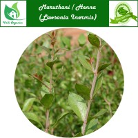 Maruthani Fresh | Henna Leaves | Mehendhi | Gorante | Lawsonia Inermis 100gm