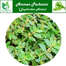 Amman Pacharisi Fresh | Snake Weed | Dudhi | Achchedida | Akkigida | Euphorbia Hirta 100gm