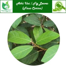 Athi Ilai Fresh | Fig Leaves Undried | Aththi | Anjura | Anjeer | Ficus Carica 100gm