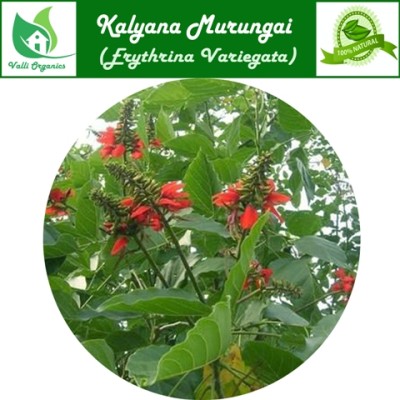 Kalyana Murungai Powder | Indian Coral | Pangara | Harivana | Erythrina Variegata 100gm