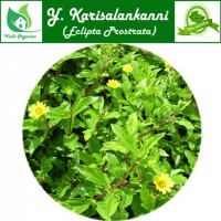 Karisalankanni Powder | Bhringaraj | Galakara | Ajakara | Eclipta Prostrata 100gm