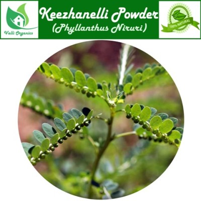 Keezhanelli Powder | Bhumi Amlaki | Nilanelli | Nelausiri | Phillanthus Niruri 100gm