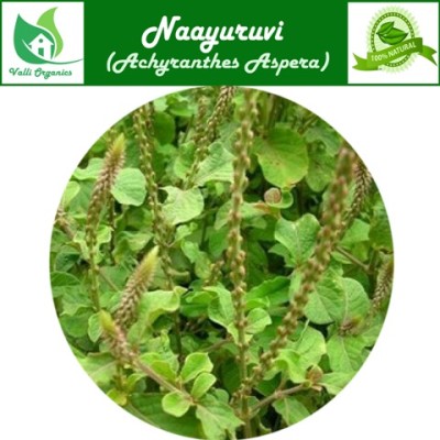 Nayuruvi Powder | Rough Chaff | Chirchita | Uttarani | Achyranthus Aspera 100gm