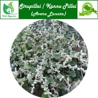 Sirupillai Powder | Mountain Knot Grass | Kapooreejadee | Aerva Lanata 100gm