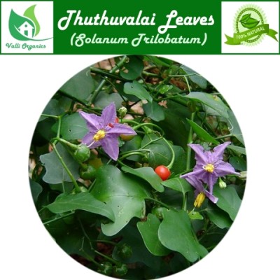 Thuthuvalai Powder | Thai Nightshade | Kantakaari | Kakamunji | Solanum Trilobatum 100gm