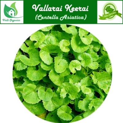 Vallarai Powder | Pennywort | Brahmi | Ondelaga | Saraswati Aku | Centella Asiatica 100gm