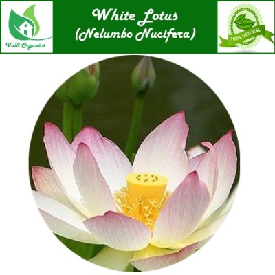 Ven Thamarai | White Lotus | Bili Kamala | Tamara | Nelumbo Nucifera Powder 100gm