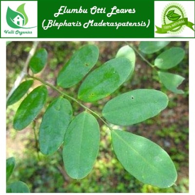 Elumbu Otti | Bone Joint Leaves | Dudhiya choti | Blepharis Maderaspatensis 25gm
