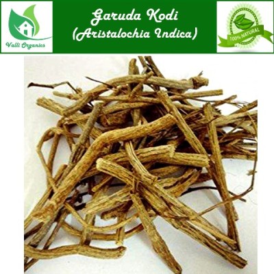 Garuda Kodi | Indian Birthwort | Iswaramul | Ishwara beru | Aristolochia indica 100gm