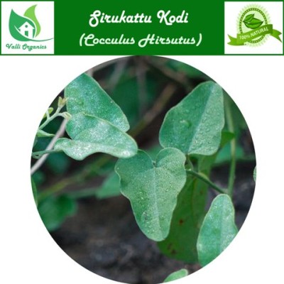 Siru Kattukodi Fresh | Jaljamni | Katte tige | Dagada | Dusari tiga | Coculus Hirsutus 100gm