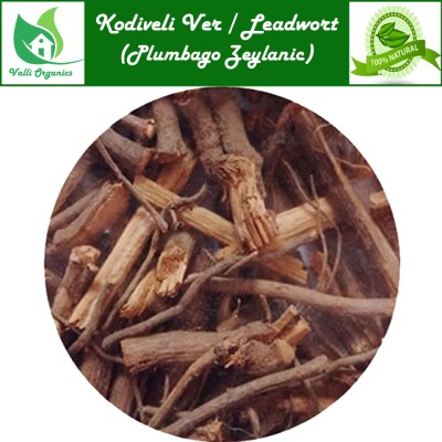 Kodiveli Ver | Leadwort Roots | Chitrak | Agnipaavaka | Plumbago Zeylanic 100gm