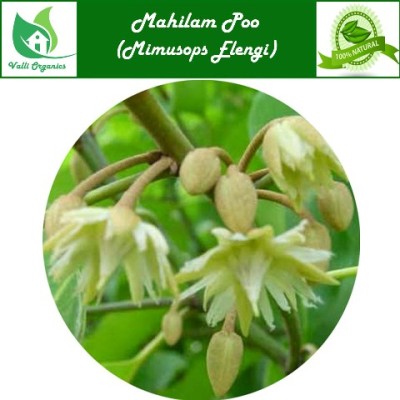 Mahilam Poo | Spanish Cherry | Maulsari | Ranja | Pogada | Mimusops Elengi 100gm