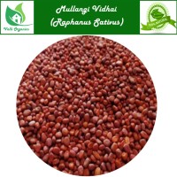 Mullangi Vidhai | Garden Radish | Kanakapal | Muli | Moolaka | Raphanus Sativus 100gm